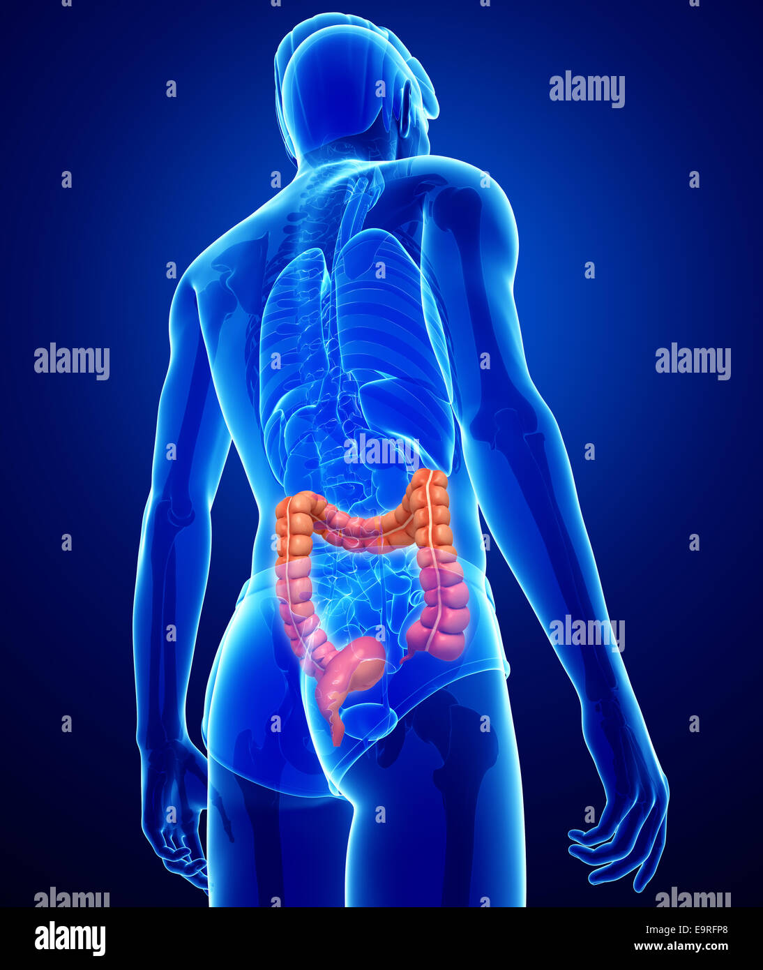 Ilustración de la Anatomía del intestino delgado macho Foto de stock
