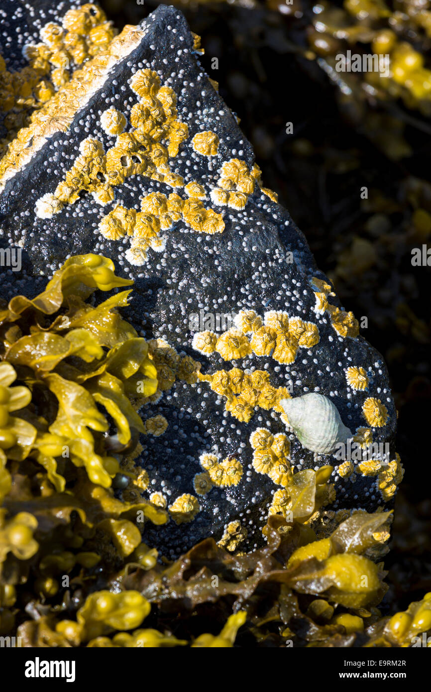 Moluscos marinos - buccino, percebes, lapas y algas Bladderwrack sobre rocas en Loch Dunvegan, Isla de Skye, Escocia Occidental Foto de stock