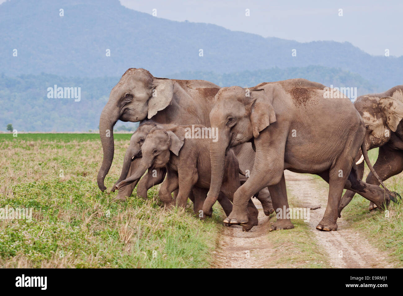 Manada de elefantes indios, atravesando la selva vía, parque nacional de Corbett, India. Foto de stock