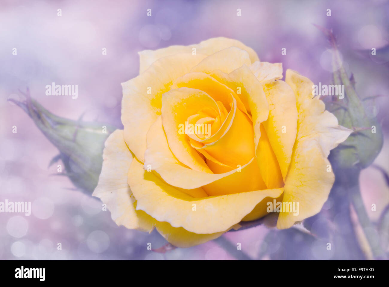 Imagen de ensueño de una rosa amarilla con delicado fondo púrpura Foto de stock