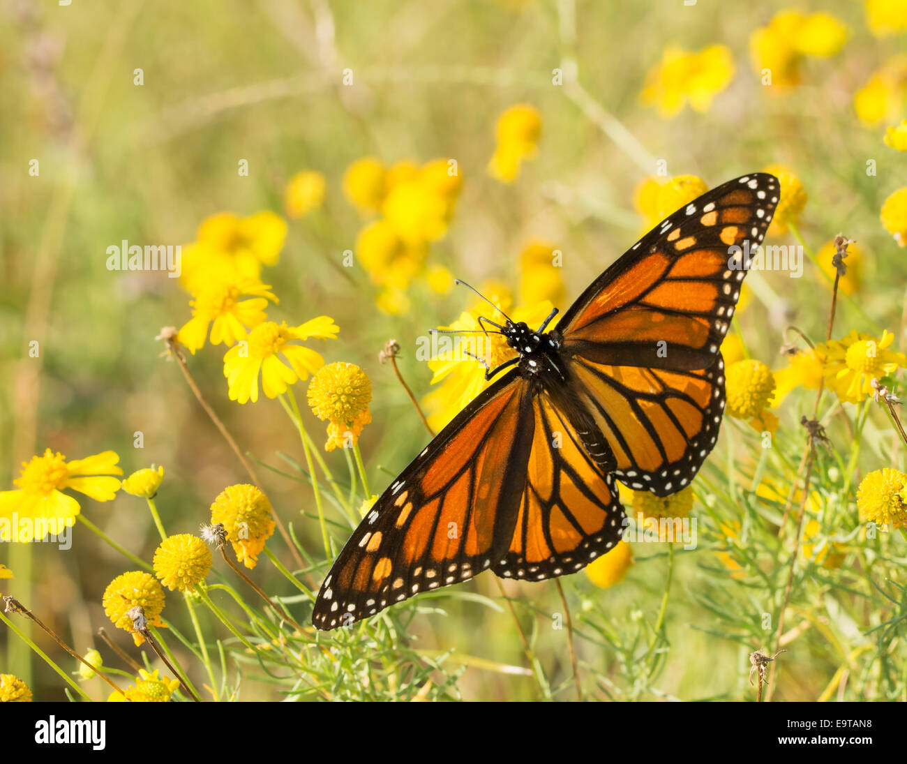 Migración de la mariposa monarca hembras alimentándose de una Sneezeweed Foto de stock