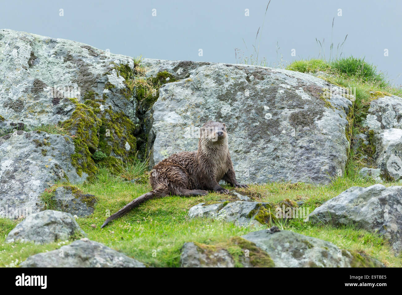 Nutria de mar, Lutra lutra, carnívoro semi-mamífero acuático, en tierra seca por lado de Loch en Isle Of Mull en el interior de las Hébridas y W Foto de stock