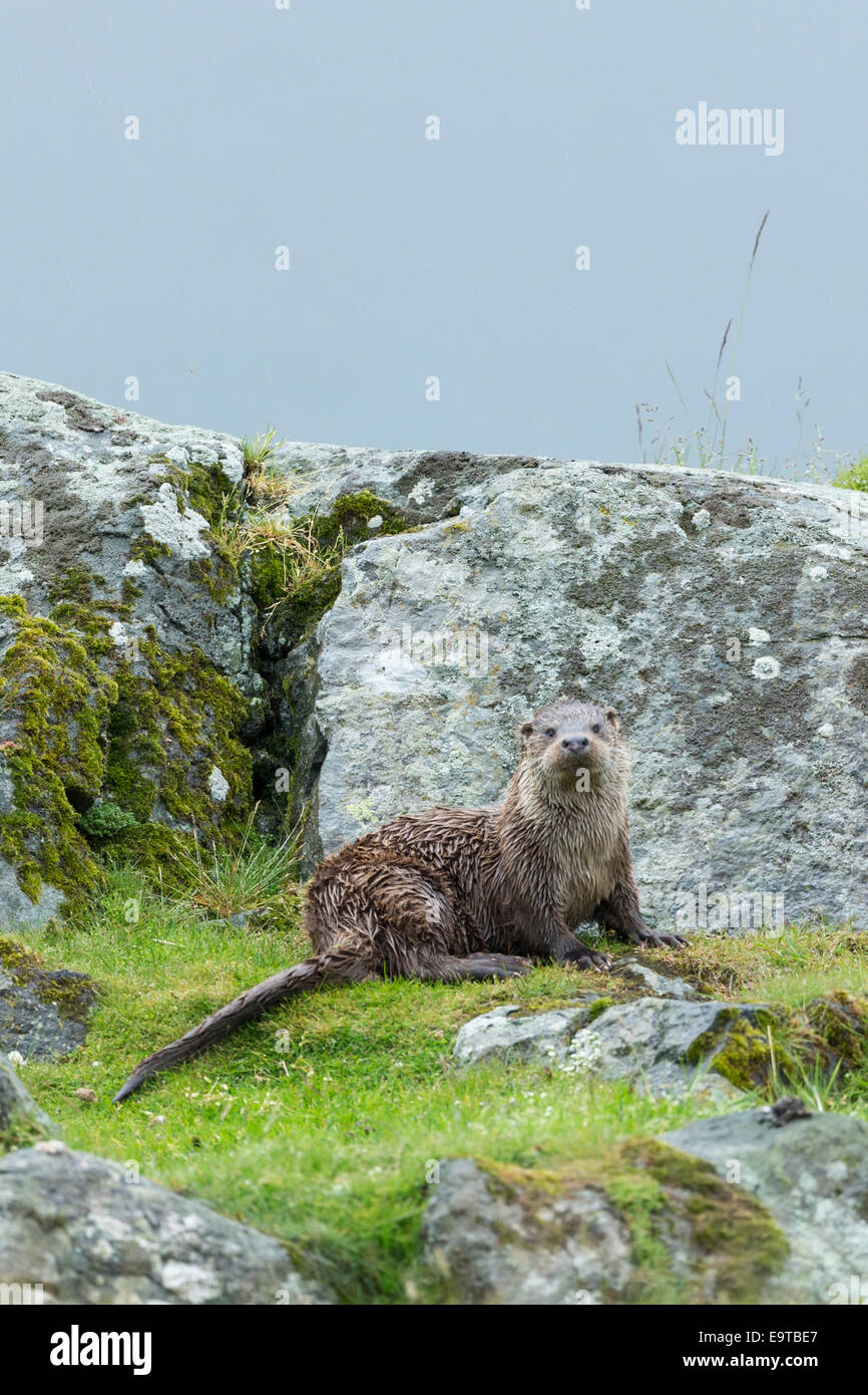 Nutria de mar, Lutra lutra, carnívoro semi-mamífero acuático, en tierra seca por lado de Loch en Isle Of Mull en el interior de las Hébridas y W Foto de stock
