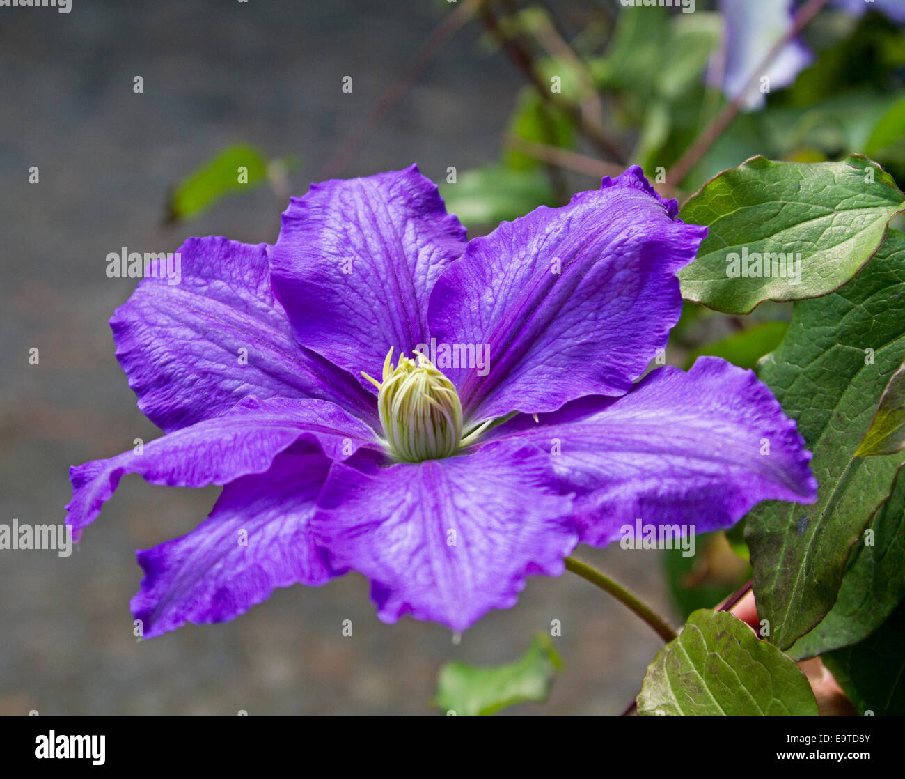 Enormes y espectaculares flores de color púrpura y verde esmeralda deja de Clematis 'Jolanta', planta trepadora perenne de jardín inglés Foto de stock