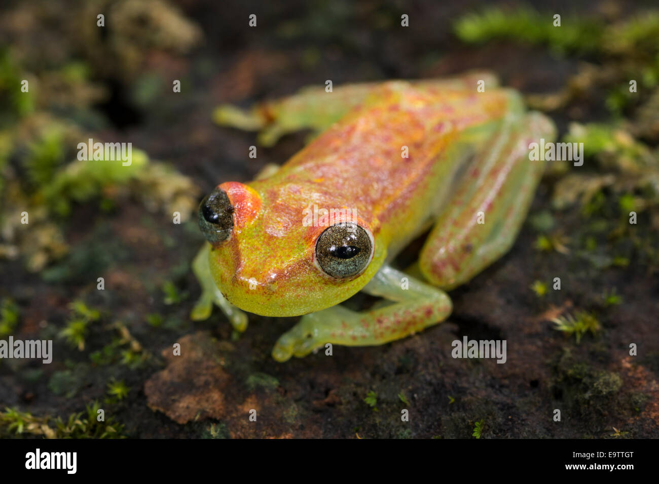 Una polka Tree Frog punteada en un registro en la selva amazónica del Perú. Foto de stock