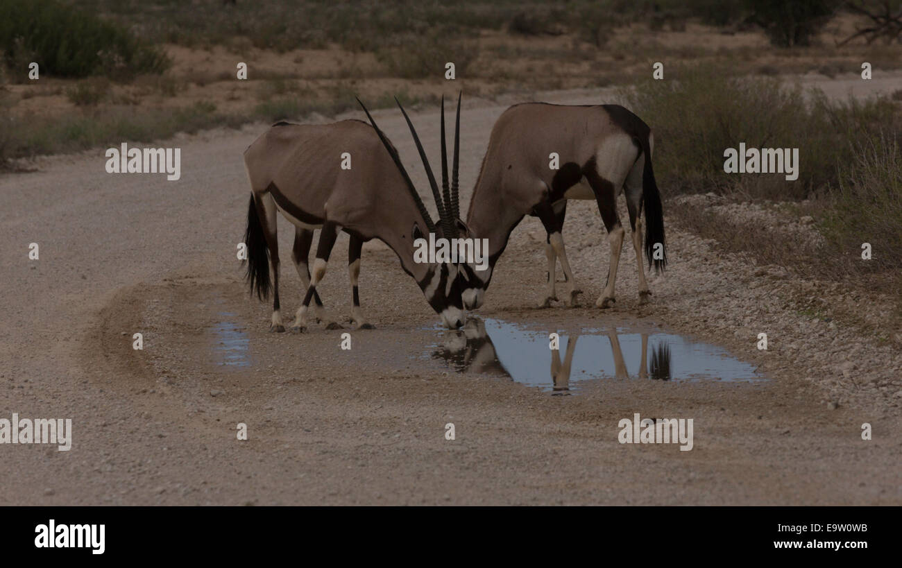 Oryx par beber en la piscina en el camino después de la tormenta Foto de stock