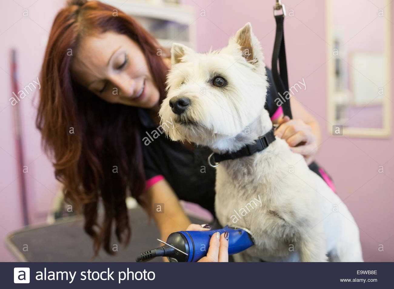 Afeitadora afeitado perro West Highland Terrier Foto de stock