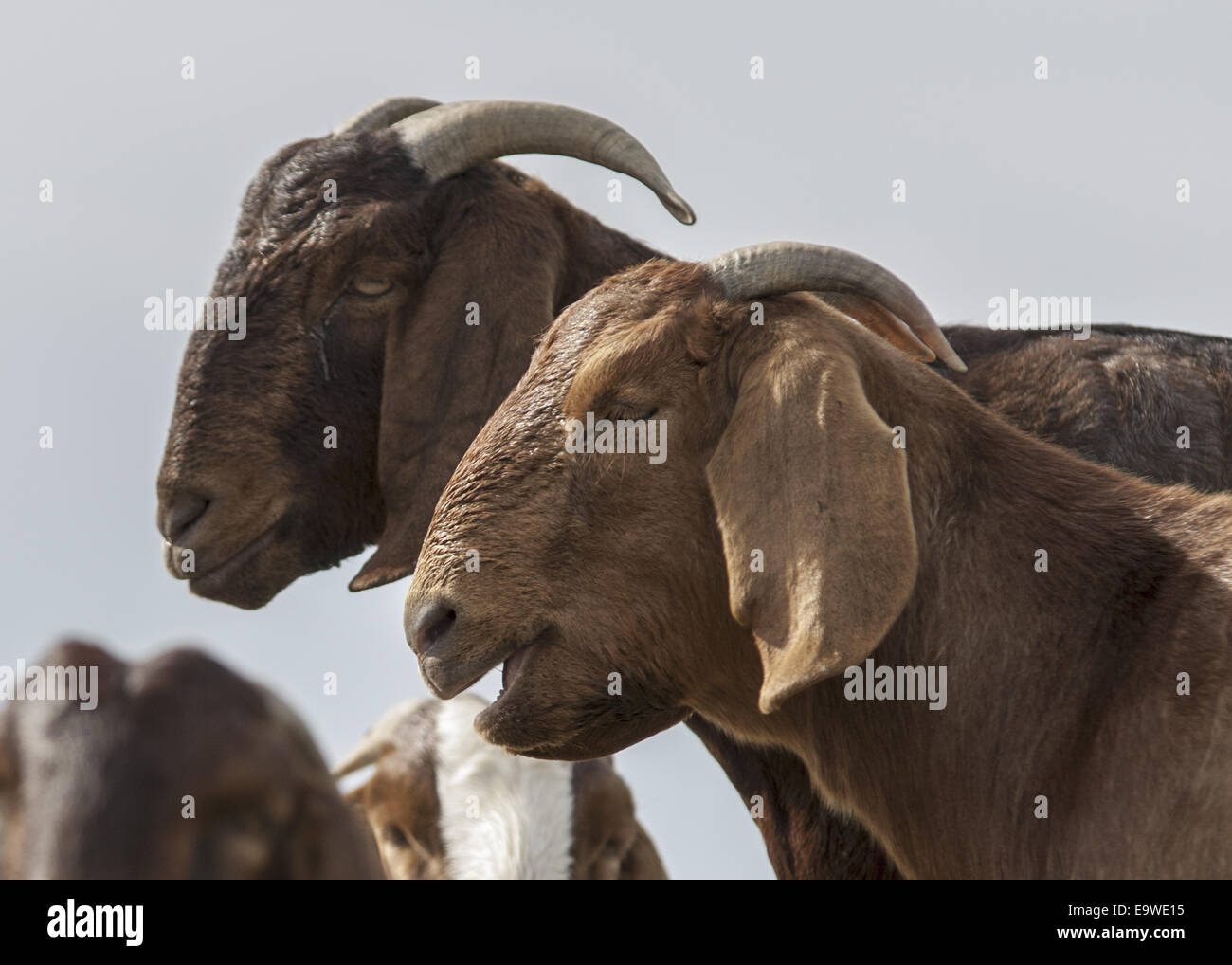 Dos cabras bóer marrón. Headshots. Vista lateral. Foto de stock