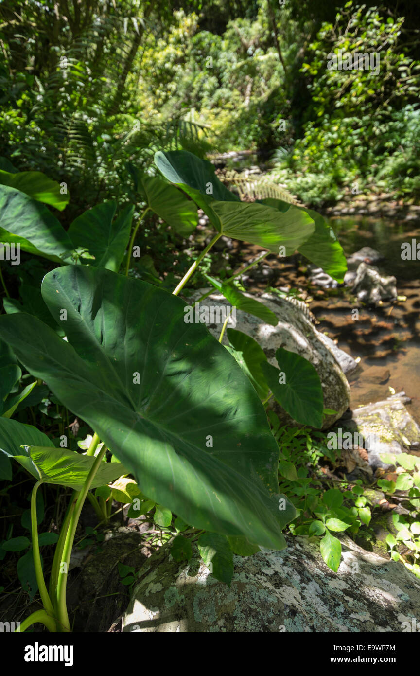 Hojas gigantes en las selvas de Madagascar Foto de stock