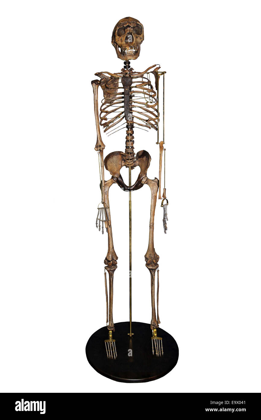 Niño de Nariokotome Homo ergaster esqueleto Foto de stock