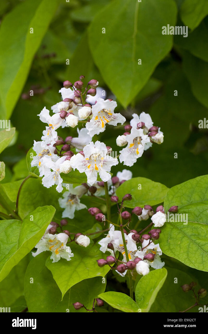 Catalpa bignonioides flor. Bean indio árbol. Foto de stock