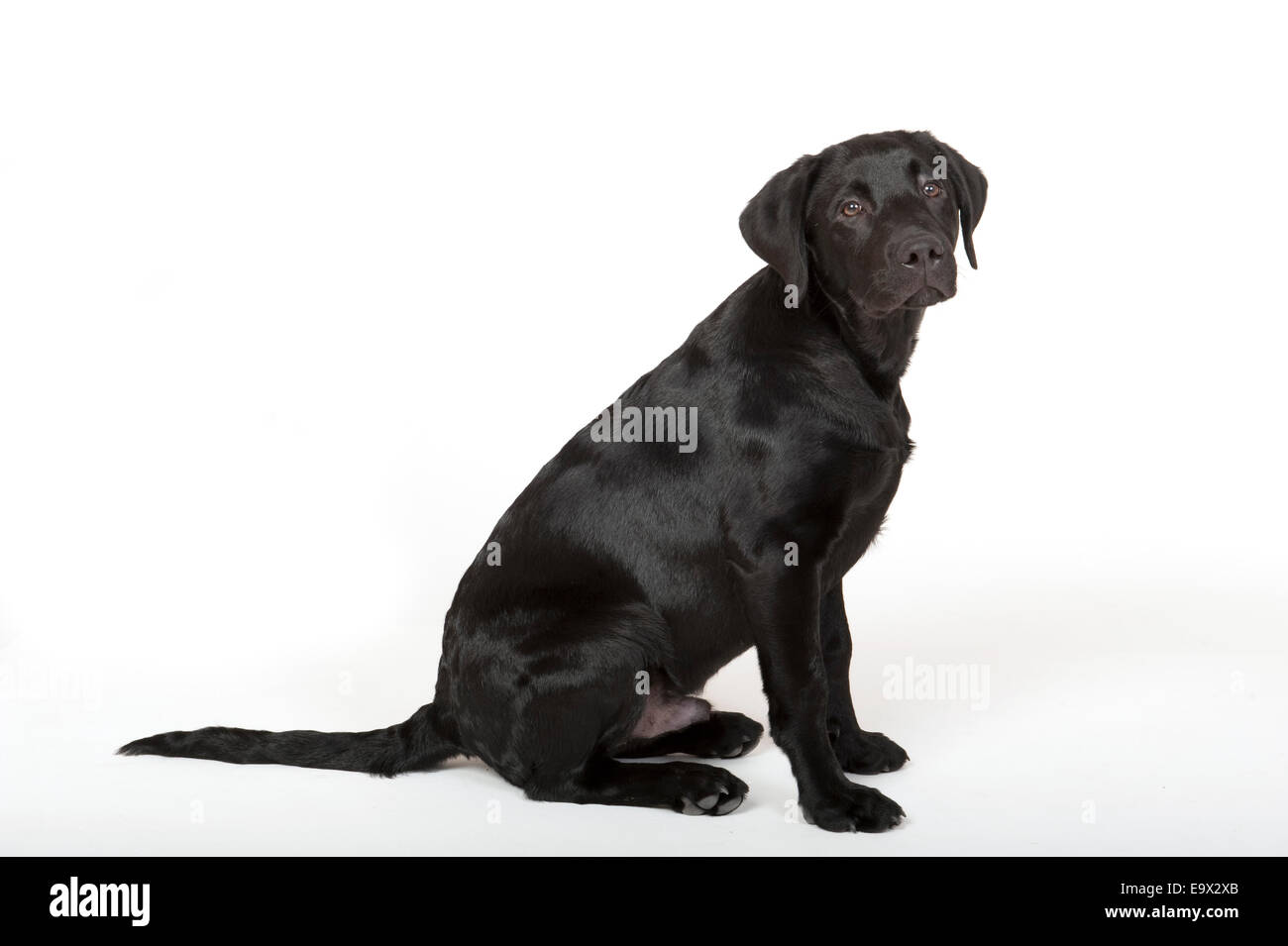 Perro Labrador de 4 meses de edad en studio UK Fotografía de stock - Alamy
