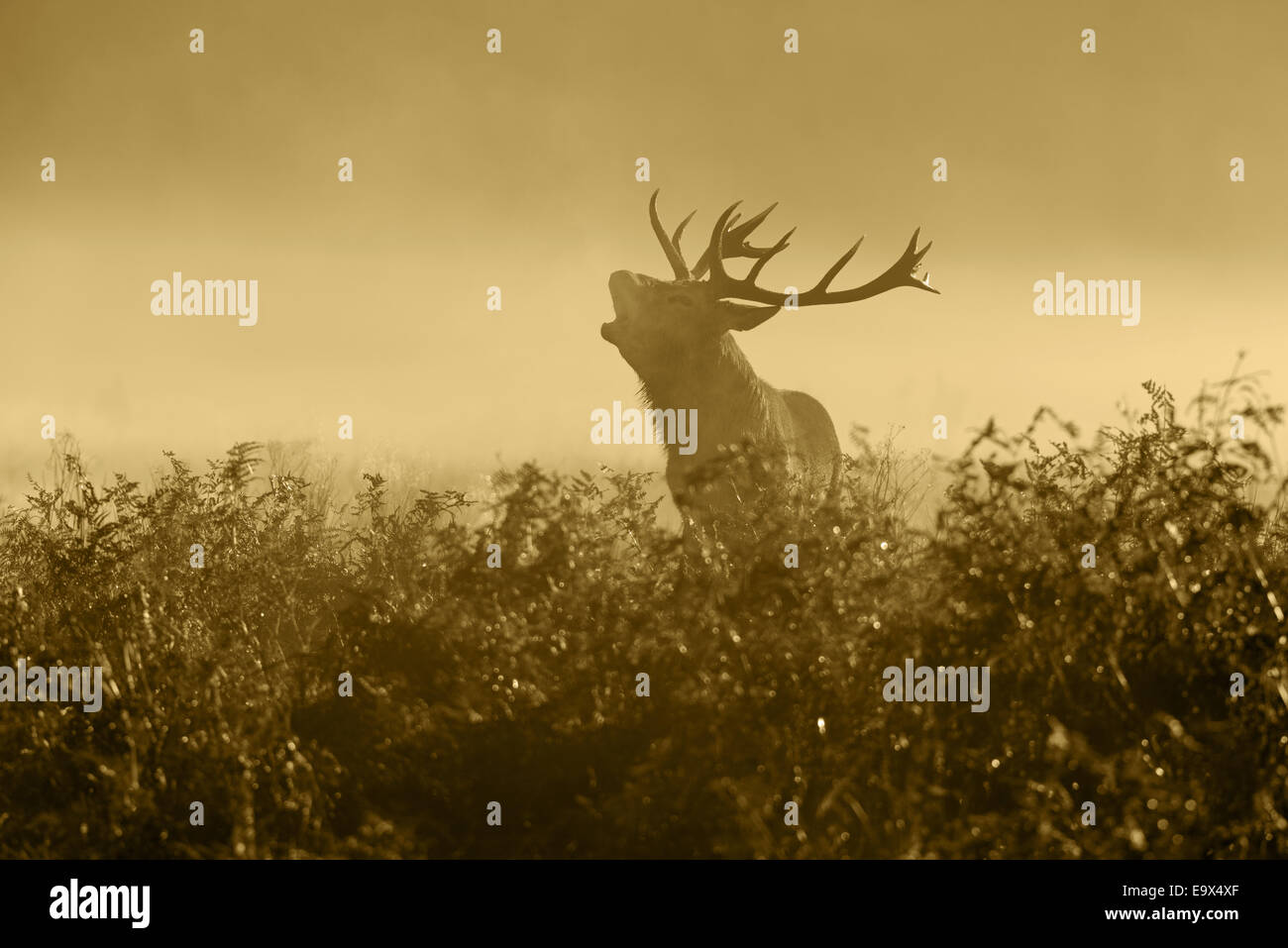 Un ciervo rojo (Cervus elaphus)- Satg en la neblina al amanecer mugidos durante la rutina en Richmond Park, Londres, Inglaterra, Reino Unido. Foto de stock