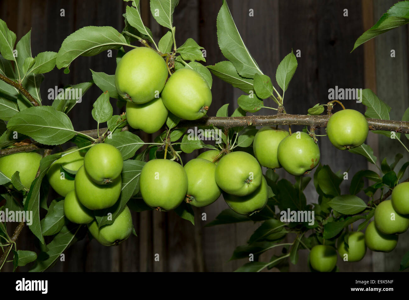 Manzana Verde, manzana verde, manzana, manzanas, Apple tree, huerto de manzanas, Malus domestica, Novato, Marin County, California, Estados Unidos, América del Norte Foto de stock