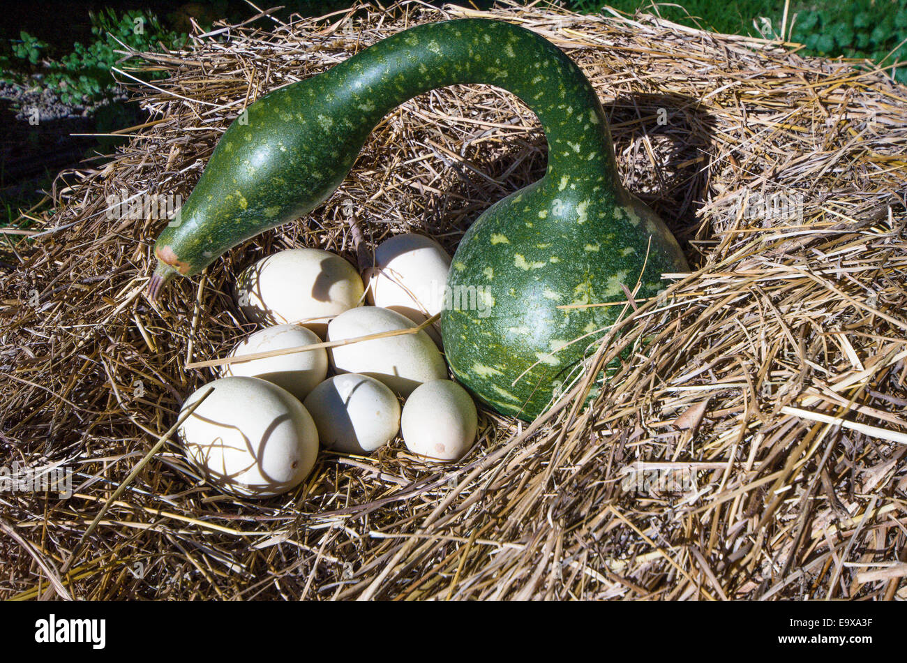 Pájaro en nido de calabaza fotografías e imágenes de alta resolución - Alamy