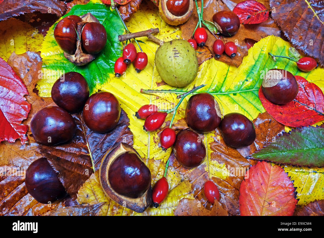 Colores de otoño resumen Foto de stock