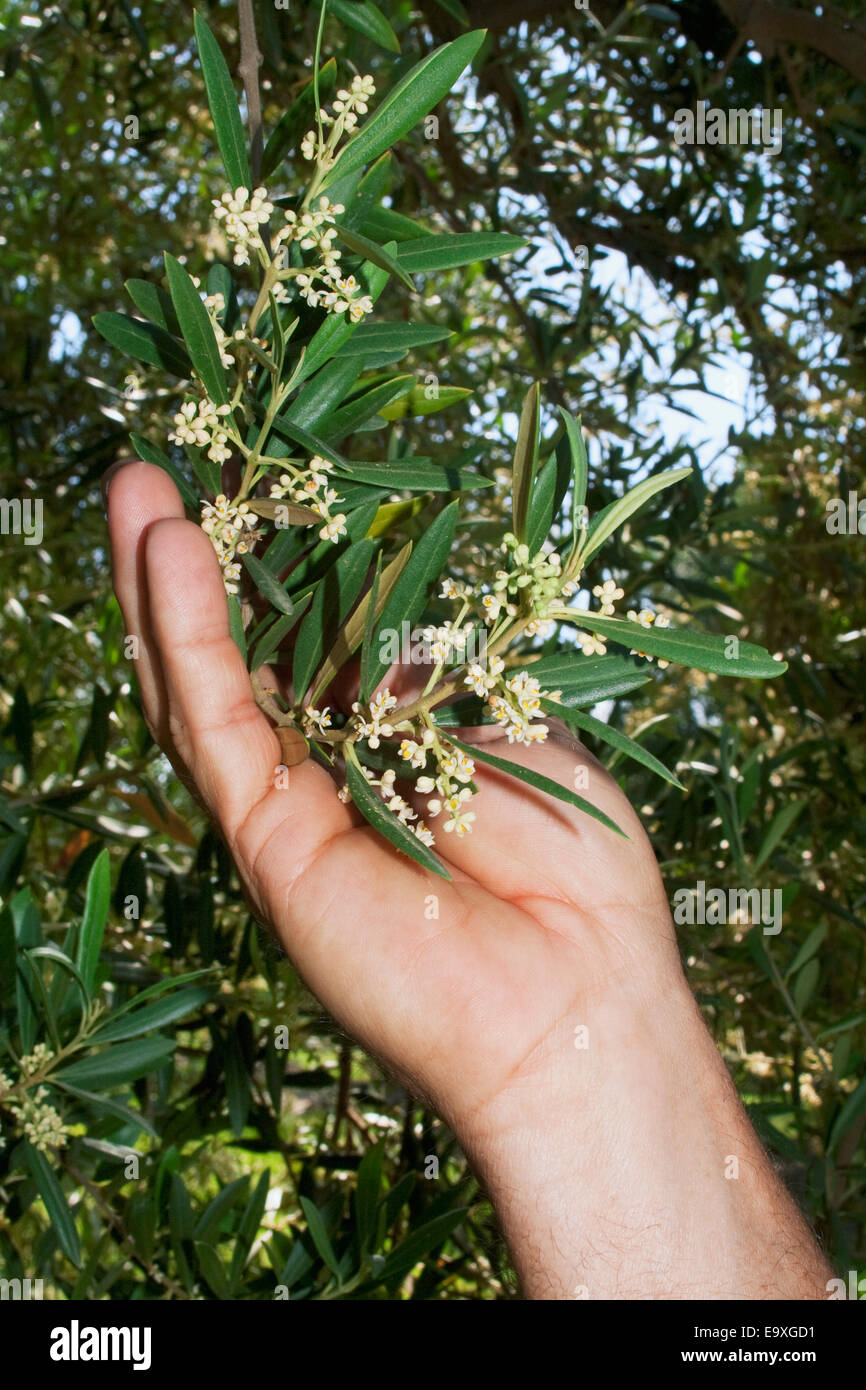 Agricultura - una mano sujetando los agricultores comerciales oliva Manzanillo capullos en plena floración / Condado de Tehama, California, USA. Foto de stock