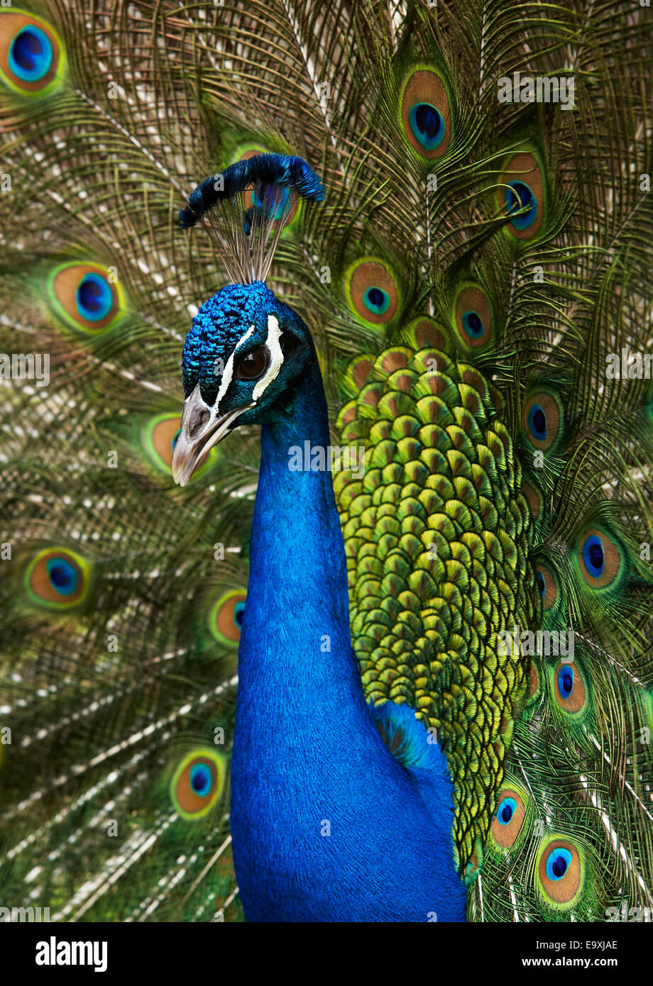Peacock en plumaje nupcial Foto de stock