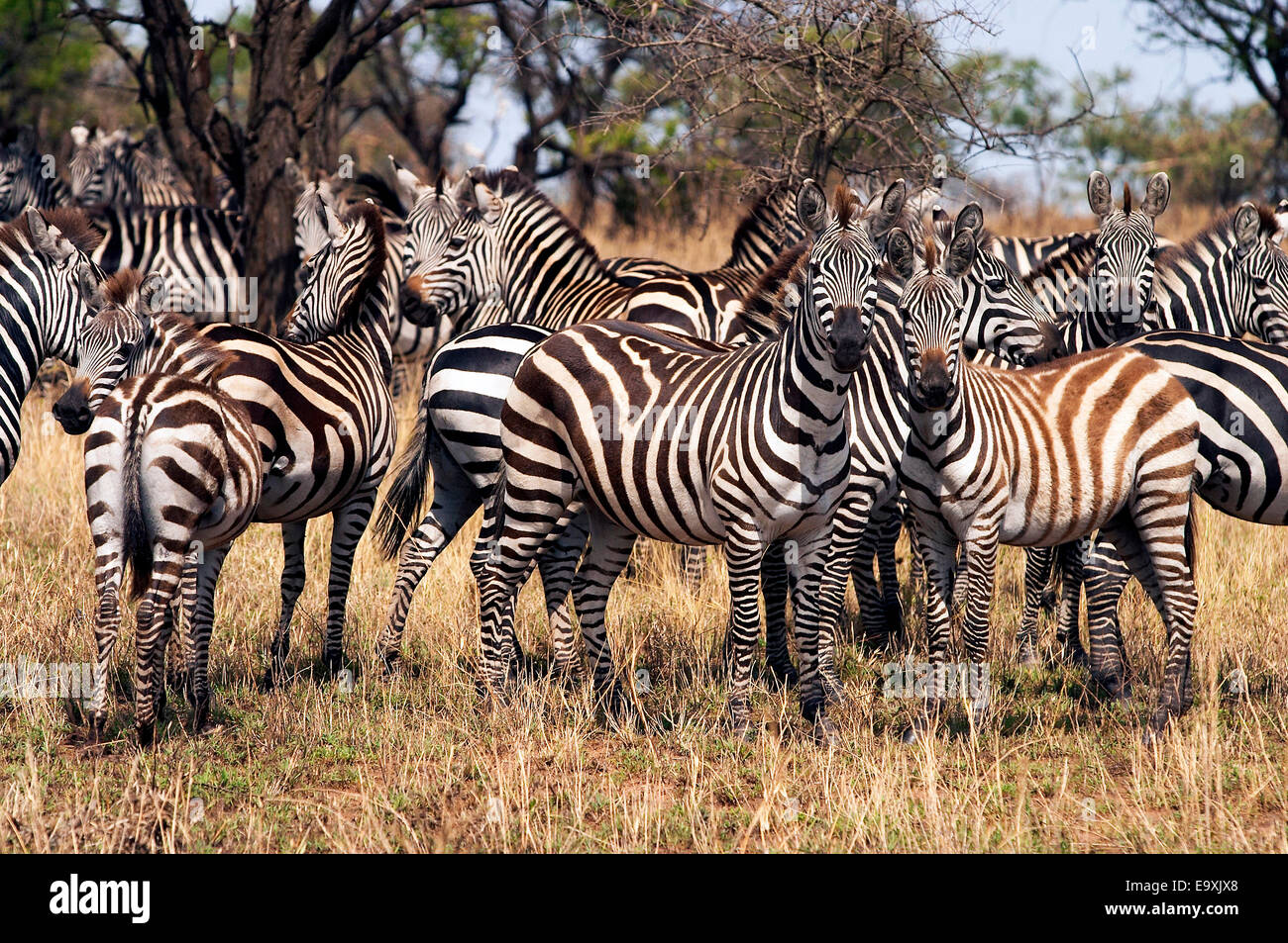 En el Serengeti manada de cebra Foto de stock