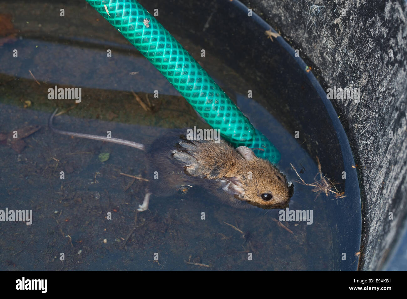 Ratón de madera o de larga cola de ratón de campo (Apodemus sylvaticus). Se ahogó. Capaz nadar este ratón no pudo rescatar a sí mismo. Foto de stock