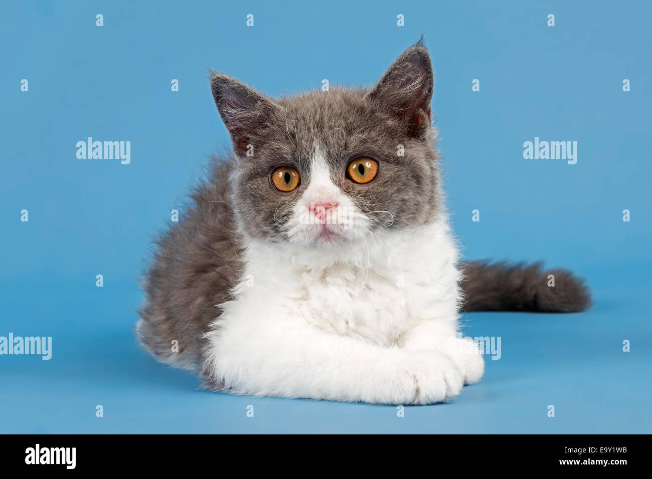 Raza Selkirk rex gatito, 10 semanas de edad, color azul blanco Foto de stock