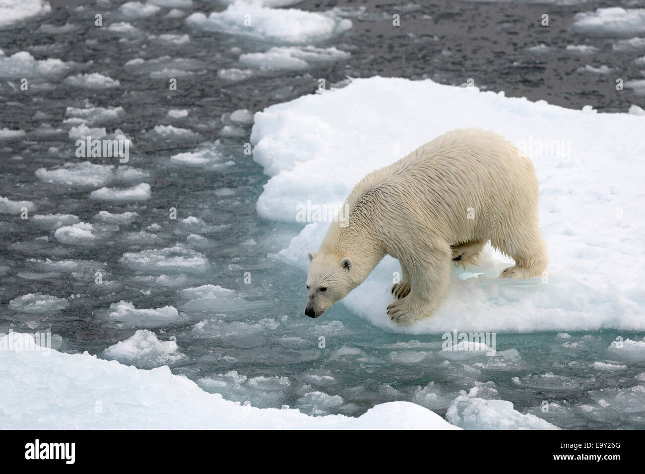 El oso polar (Ursus maritimus) de pie sobre el hielo, la isla de Spitsbergen, el archipiélago de Svalbard y Jan Mayen, Svalbard, Noruega Foto de stock
