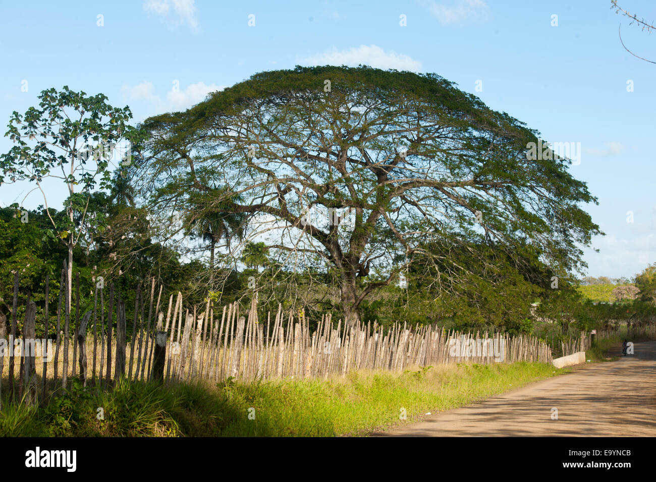 Dominikanische republik, osten, baum an der strasse zur rancho capote westlich von hato mayor Foto de stock