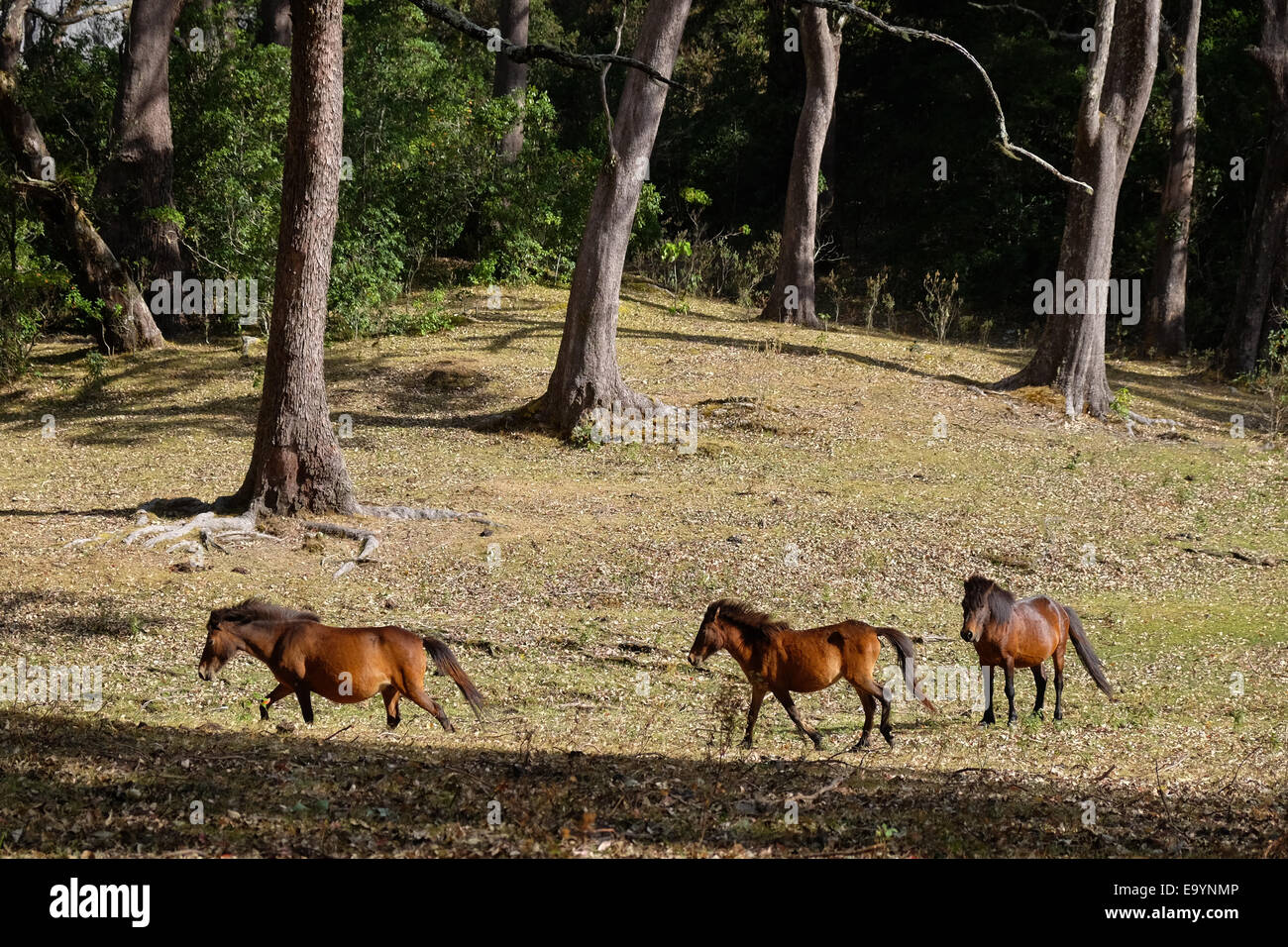 Oriental caballos en la sabana de montaña. Foto de stock