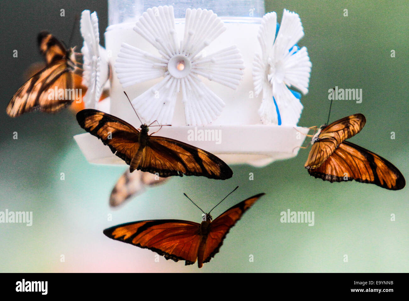 Lagarto mariposa fotografías e imágenes de alta resolución - Página 5 -  Alamy