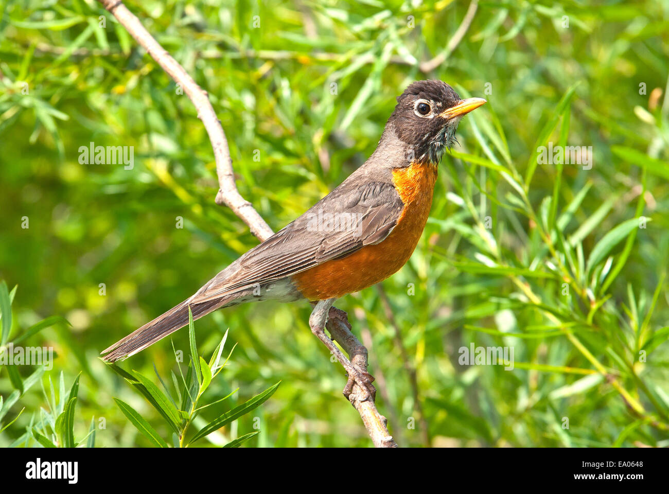 Robin, Turdus migratorius americana, en rama Foto de stock