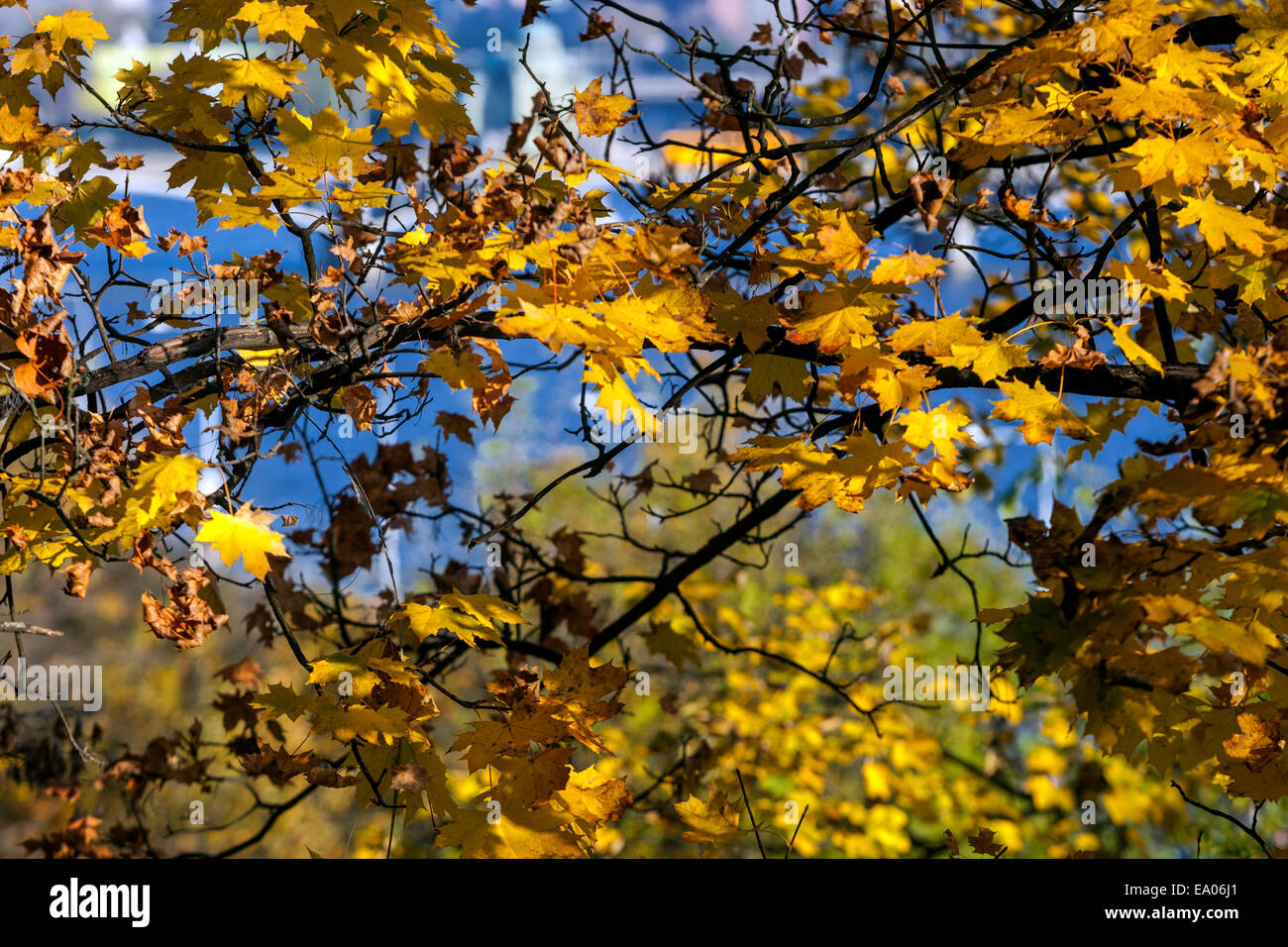 Jardín follaje otoño, árbol de arce hojas luz del sol cielo azul Foto de stock