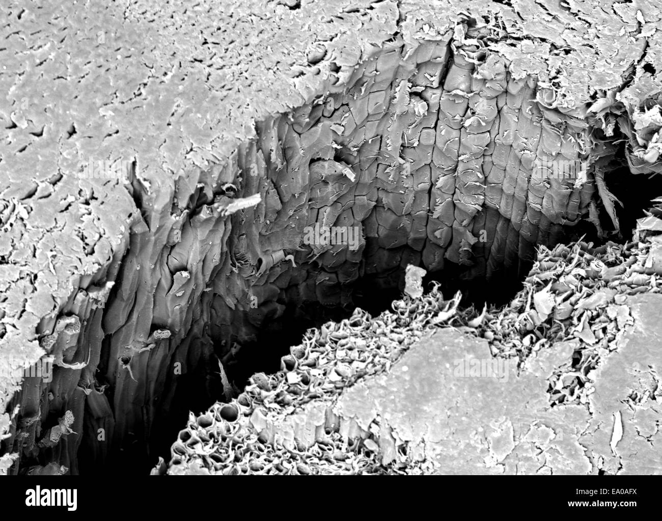 Micro-estructura de una fractura de Lacewood, fotografiada en un microscopio electrónico de barrido Foto de stock