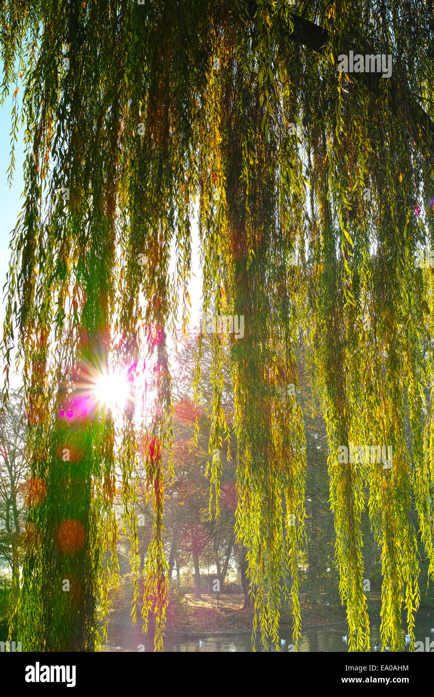 El sol brillaba a través de las ramas y hojas de árbol de sauce llorón Foto de stock