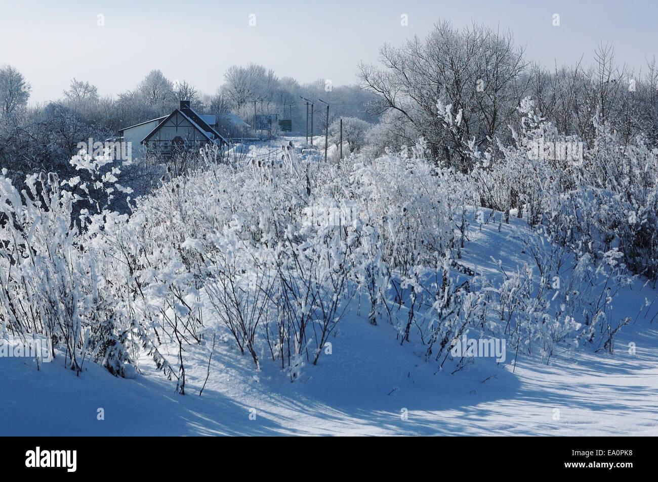 Invierno tranquilo paisaje helado con bellos árboles de esmerilado en frío día soleado Foto de stock