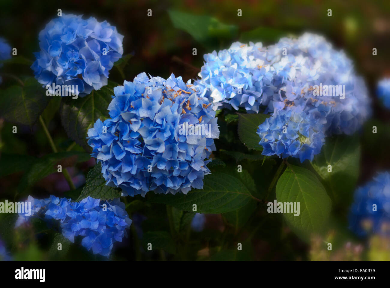 Mi país jardín. Foto de stock