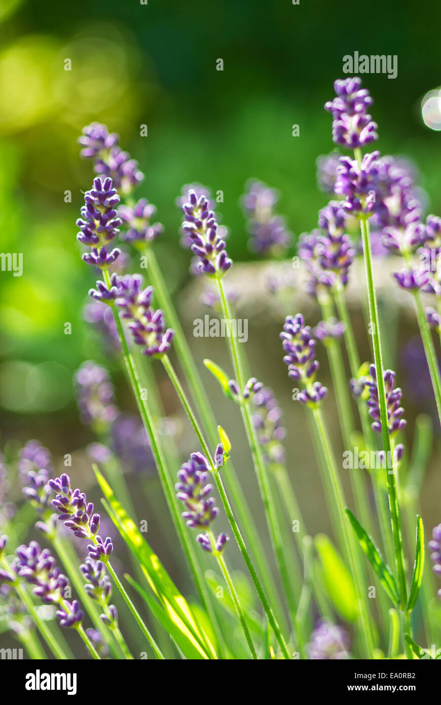 Mi país jardín. Foto de stock