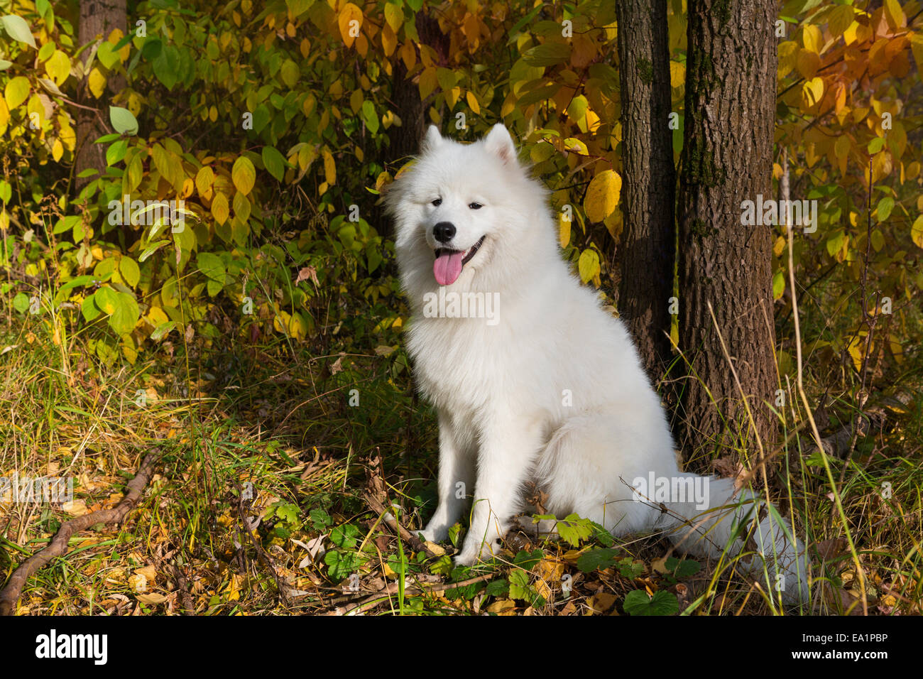 Perro de raza samoyedo para un paseo en otoño Fotografía de stock - Alamy