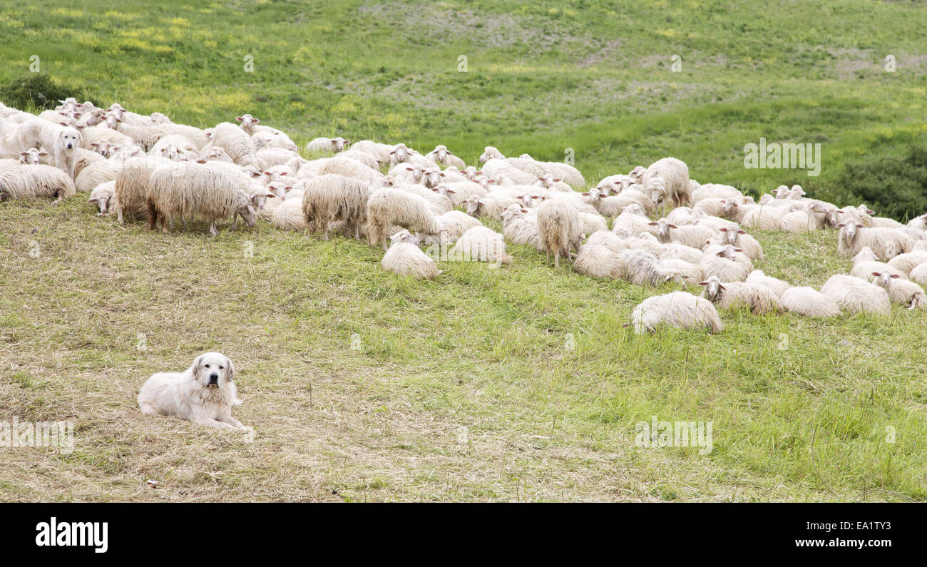 Perros de pastor de su rebaño de ovejas. Foto de stock