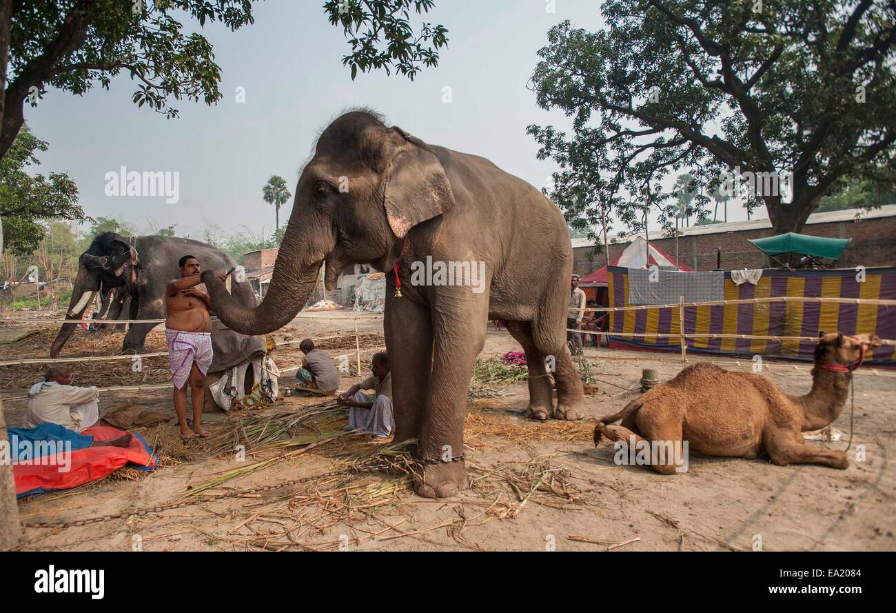 Patna, India. 5 nov, 2014. Una tradicional mahout (L) adora a su elefante junto a un camello en la anual feria de ganado Sonepur, a unos 25 km de Patna, India, el 5 de noviembre de 2014. La feria se celebrará en la confluencia del río Ganges y Gandak. Crédito: Tumpa Mondal/Xinhua/Alamy Live News Foto de stock