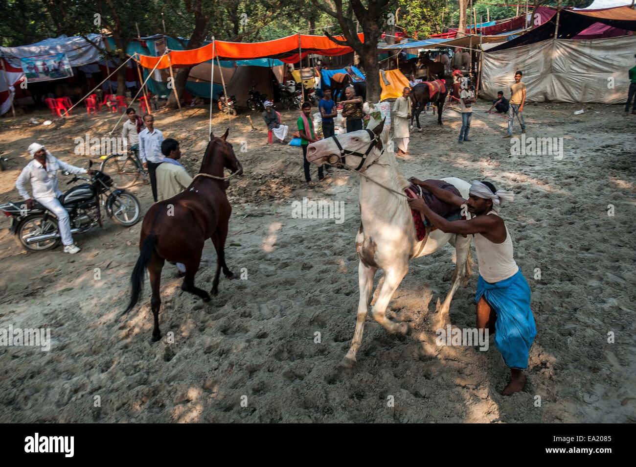 Patna, India. 5 nov, 2014. Los comerciantes de ganado indio preparar caballos para vender en la anual feria de ganado Sonepur, a unos 25 km de Patna, India, el 5 de noviembre de 2014. La feria se celebrará en la confluencia del río Ganges y Gandak. Crédito: Tumpa Mondal/Xinhua/Alamy Live News Foto de stock