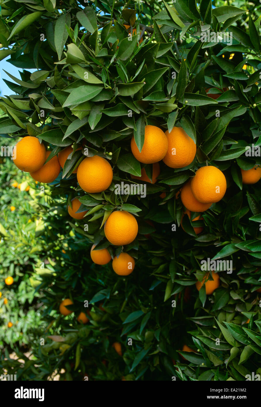 Navel Oranges California Fotos E Imagenes De Stock Alamy