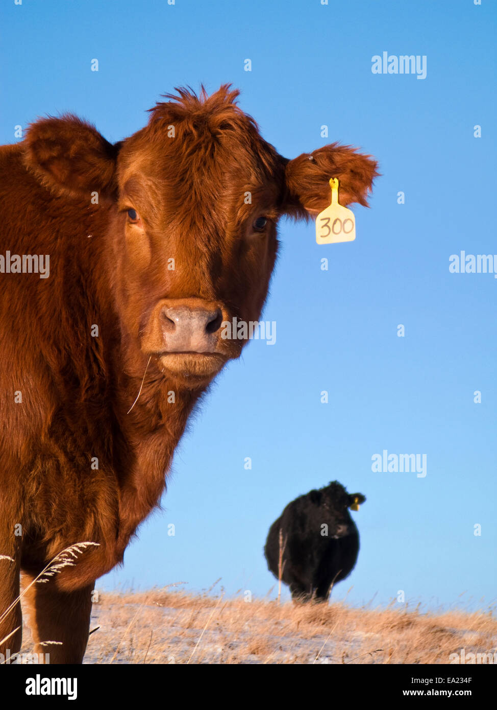 Sam,Ag,Agricultura,Ganadería,Vaca,Vacas,Vacas Foto de stock