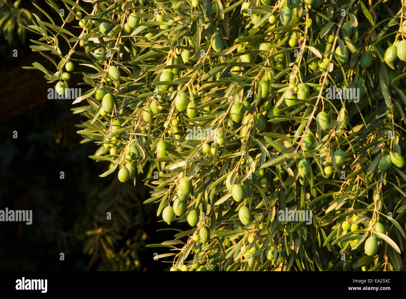 Mature Sevillano salmuera curar las aceitunas de mesa en el árbol listo para cosecha / cerca de Corning, Condado de Tehama, Norte de California, Estados Unidos. Foto de stock