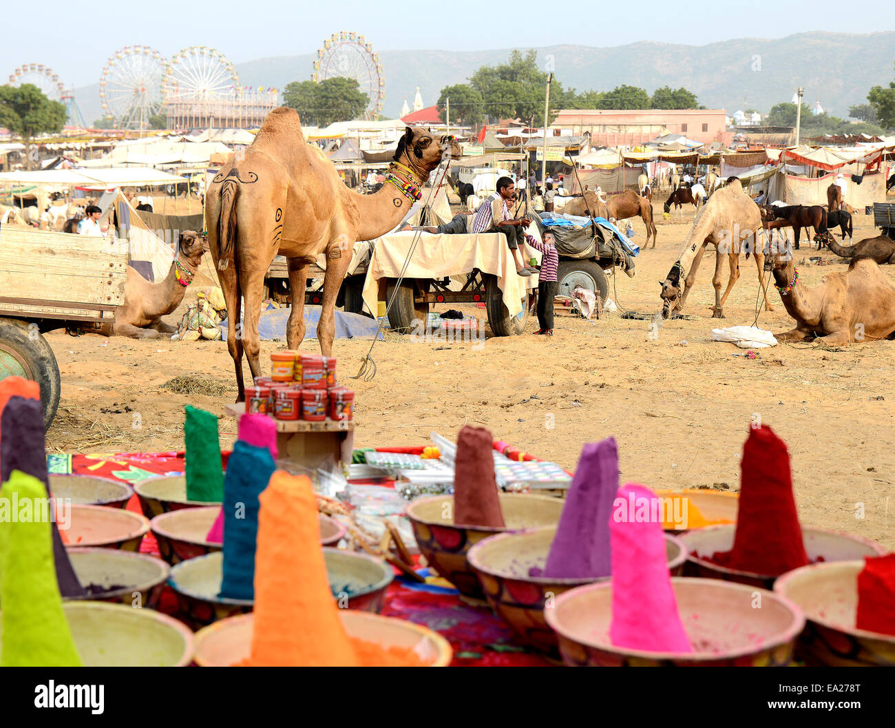 Feria de Ganado de Pushkar Rajasthan India colores orgánicos carrito  colorido camellos Fotografía de stock - Alamy