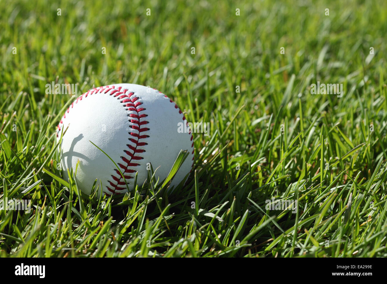 Una de las puntadas rojas en una pelota de béisbol, tendido en el pasto verde Foto de stock