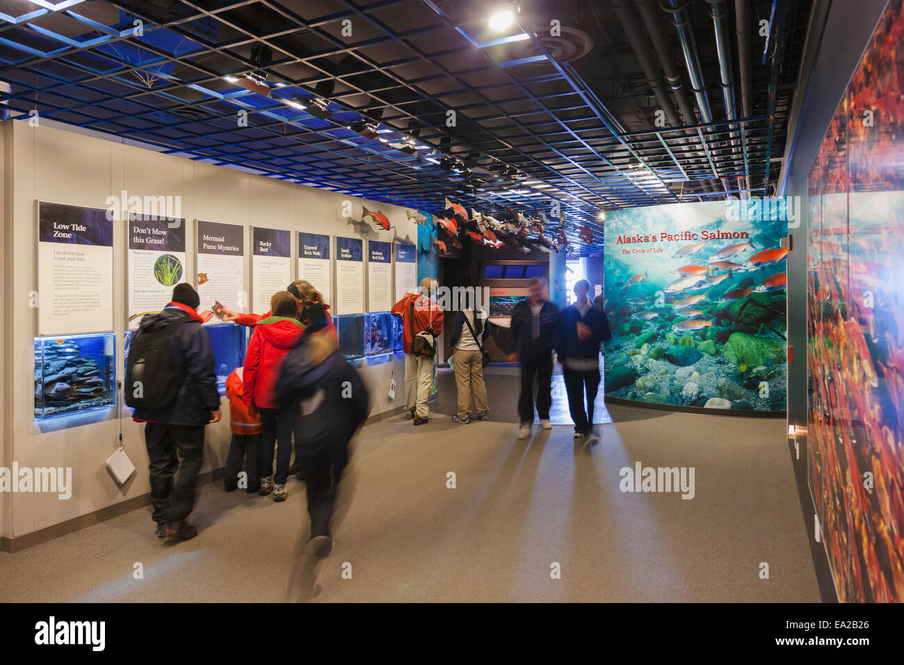 Las personas en la exhibición de salmón en el Alaska Sealife center, Seward, Southcentral Alaska, EE.UU. Foto de stock