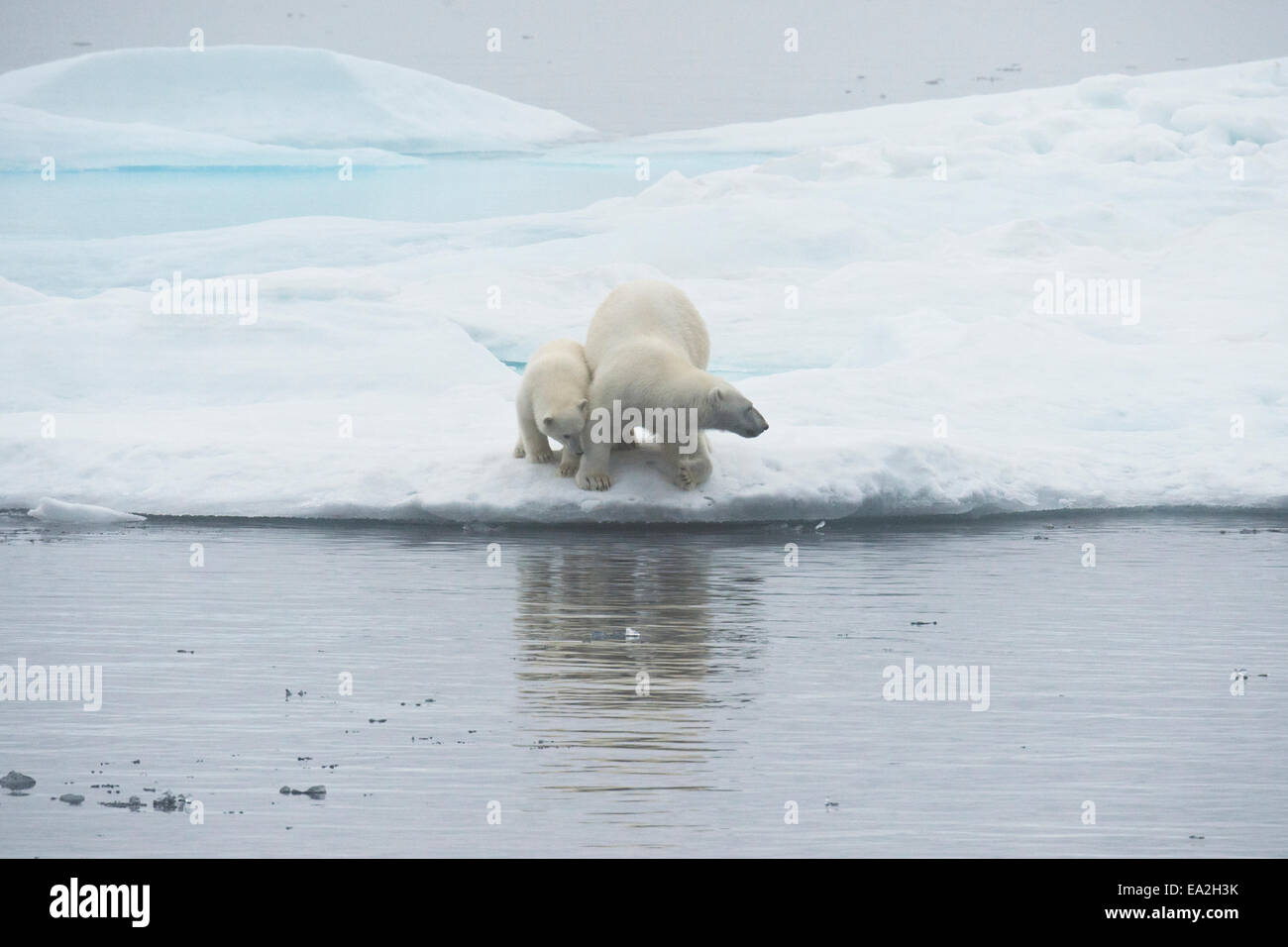 Oso Polar madre & cub, Ursus maritimus, jugando en un iceberg, de la isla de Baffin, el Ártico canadiense. Foto de stock