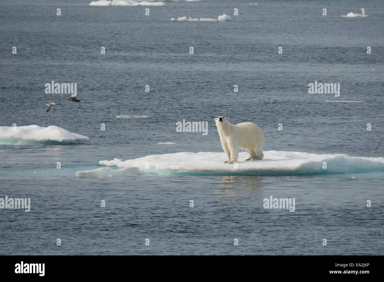 Macho, el Oso Polar Ursus maritimus, escalada sobre un iceberg después de nadar, de la isla de Baffin, el Ártico canadiense. Foto de stock