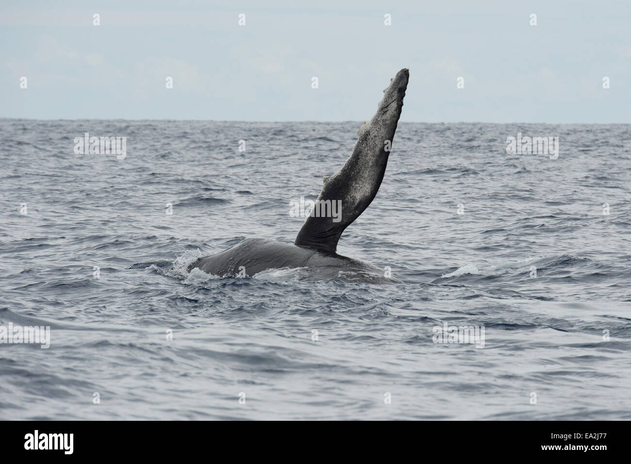 La ballena jorobada (Megaptera novaeangliae) aflora con impulsor izquierdo levantado. Azores, el Océano Atlántico. Foto de stock