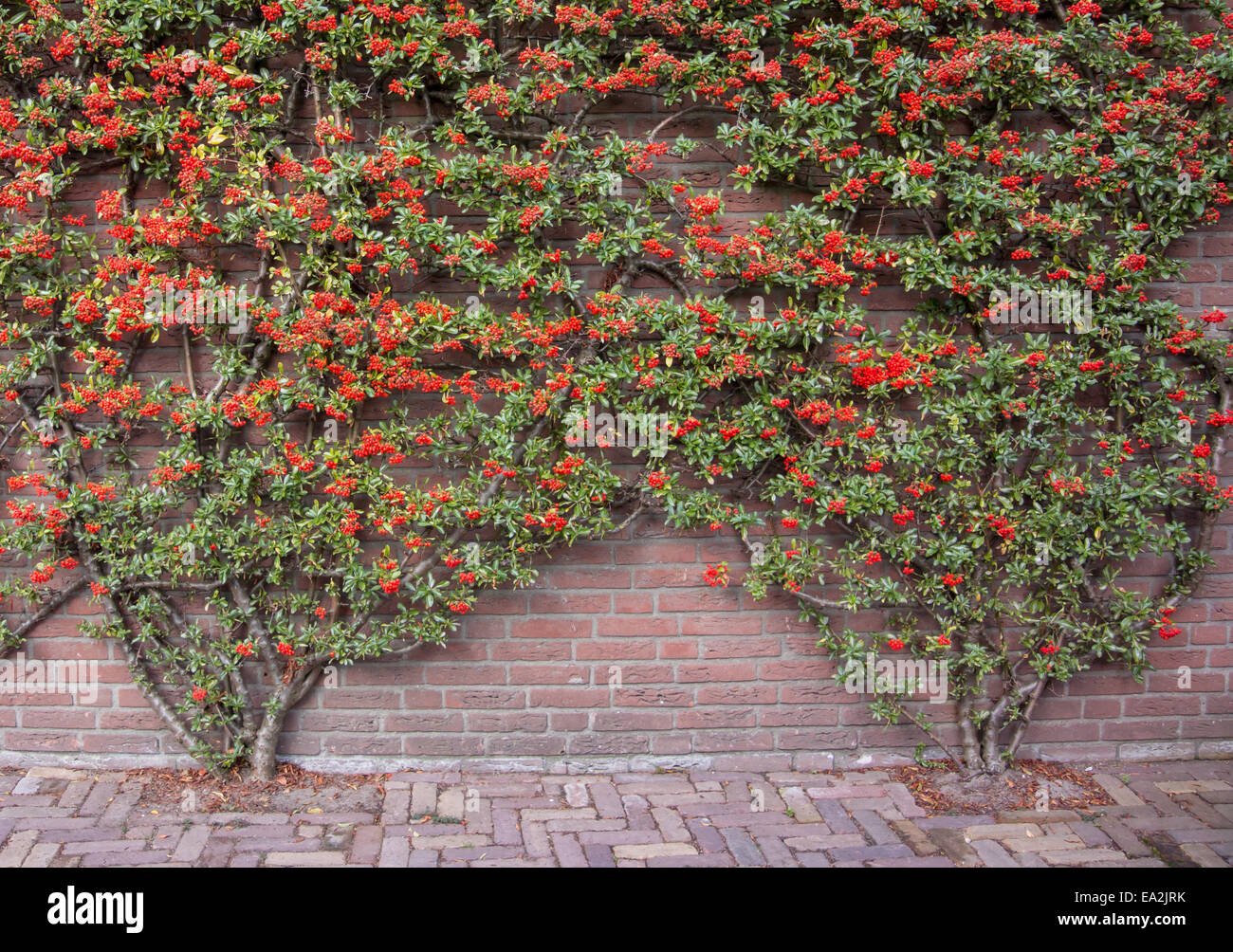 Hiedra de flores fotografías e imágenes de alta resolución - Alamy Hiedra de flores fotografías e imágenes de alta resolución - Alamy